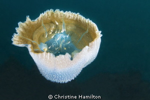 Jelly Shelter
A Jellyfish has been half eaten by a turtl... by Christine Hamilton 